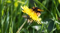 Bee on a dandelion with grass in the background