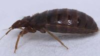 ieExplains: What are bedbugs and how can I avoid them? 