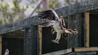 A selection of images chosen by the Irish Examiner picture desk