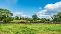 Strong interest likely for auction of 68-acre double stud farm in Kildare