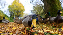A selection of images chosen by the Irish Examiner picture desk