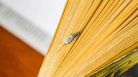 Insect feeding on paper - silverfish