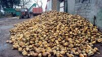 Stephen Cadogan: Long finished in Ireland, Mercosur could soon end European sugar beet 