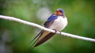 <p>Assess what you can do to accommodate swallows, swifts and housemartins when they arrive back from their 9,000 kilometre return migration in April</p>