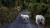A selection of images chosen by the Irish Examiner picture desk