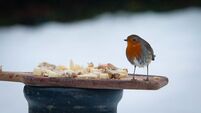 Letters to the Editor: Helping birds through the harsh weather