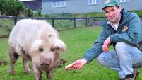 Cork's popular Rumley’s Open Farm goes on the market for €1.5m