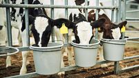 They love their milk