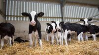 Baby calves in a barn