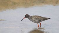 Birds of Ireland: Redshank