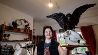Watch: Tipperary taxidermist wants to save art form in danger of dying