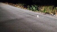 Richard Collins: Young puffins dangerously attracted to artificial light