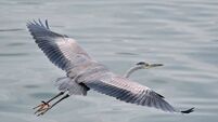 Birds of Ireland: Grey Heron