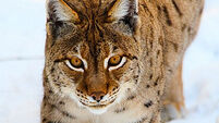 Eurasian Lynx (Lynx lynx)