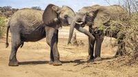 African bush elephant mating in Tarangire National Park