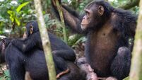 Richard Collins: Cultural loss in chimp groups — and the role of humans