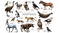 Anja Murray: Irish species at risk of extinction