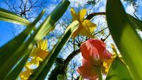 Flowers