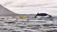 Watch: Kayaker miraculously survives after being ‘swallowed’ by humpback whale in Chile