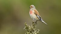 Linnet In Habitat
