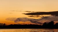 Watch: Starling murmurations at Lough Ennell