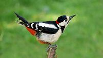 Anja Murray: Rewilding makes space for nature to thrive
