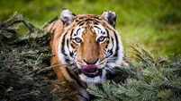 Tiger population increase