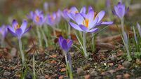 Crocuses, Krokus
