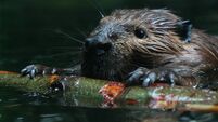 Beaver at sea observing nature