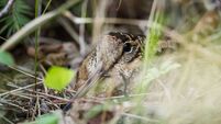 Eurasian woodcock (Scolopax rusticola)