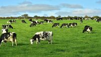 CSO's new index on environmental impact of agriculture prompts backlash from dairy farmers