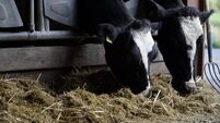 Watch: Negative energy balance in dairy cows