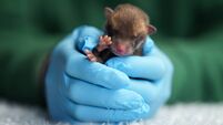 In pictures: four-day-old orphaned fox cub arrives at Kildare Wildlife Rescue