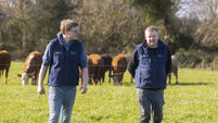 Signpost: Producing 16-month bull beef in Youghal