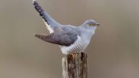 Anja Murray: Spring migration is tough enough — here's how we can help