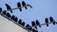 Group of crows on the roof of a building