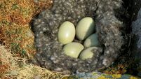 COMMON EIDER somateria mollissima, EGGS IN NEST, SCOTLAND