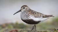 Dunlin feeding on the shore