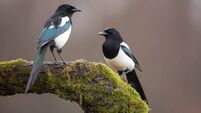 Two,Eurasian,Magpies,,Pica,Pica,,On,Moss,Covered,Branch,In