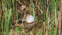 New pond created in Kerry for endangered natterjack toads
