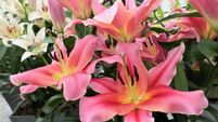 Lilies, herbaceous flowering plants growing from bulbs, large prominent flowers,