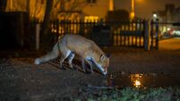 Spotted a fox on your town's streets? Let the urban fox survey know