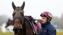Cheltenham Racing Festival - Previews