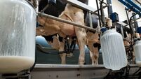Milking the cows