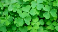 Vivid Green Irish Shamrock or the Three-leaf Clovers on the Field for Background