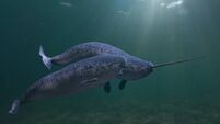 Narwhal couple, two Monodon monoceros swimming together in the ocean (3d rendering)