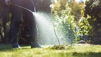 Spraying weeds in the garden