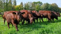 Herd of brown cattle in grassy meadow