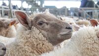 Fluffy Woolly Sheep