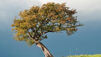 Solitary Hawthorn tree.